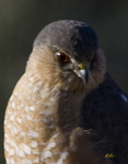Sharp Shinned Hawk